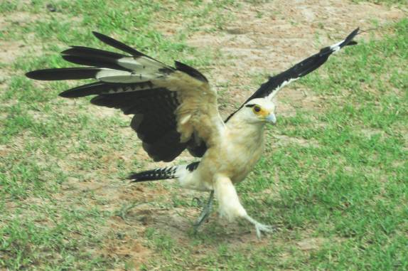 Um Gavião protege sua comida de outro gavião no Hato El Cedral, na região dos llanos venezuelanos, perto da cidade de Mantecal